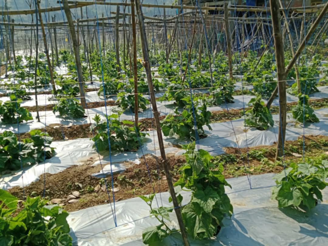 माथागढीमा व्यवसायिक कृषकको संख्यामा वृद्धि