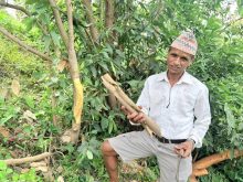 दालचिनीले फेरियो सत्यवतीको पहिचान