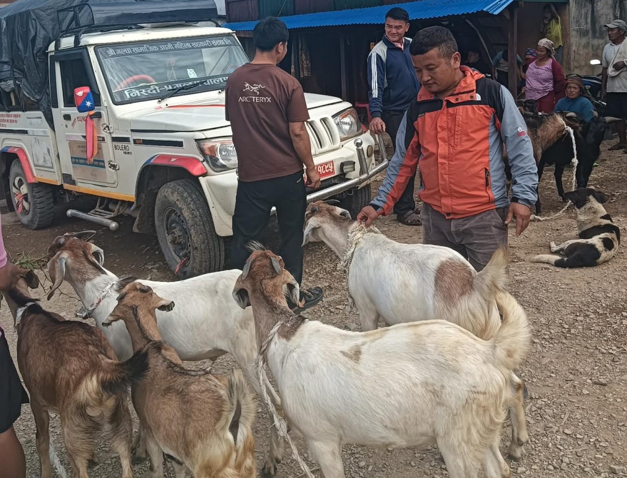 अर्चलेमा खसीबोकाकाे करिब ३० लाख कारोबार